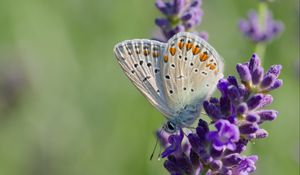 Preview wallpaper butterfly, lavender, inflorescence, macro