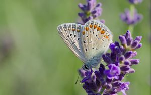 Preview wallpaper butterfly, lavender, inflorescence, macro