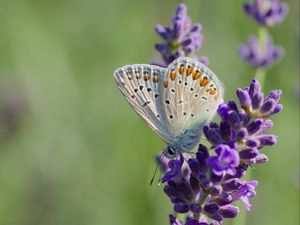 Preview wallpaper butterfly, lavender, inflorescence, macro