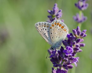 Preview wallpaper butterfly, lavender, inflorescence, macro