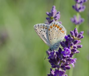 Preview wallpaper butterfly, lavender, inflorescence, macro