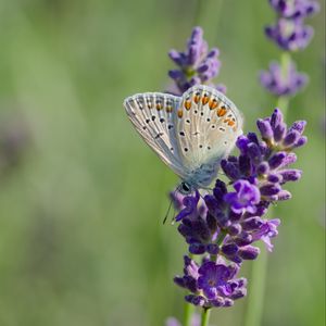 Preview wallpaper butterfly, lavender, inflorescence, macro