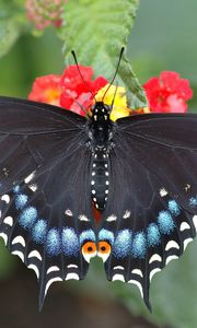 Preview wallpaper butterfly, leaf, flower, black, patterns