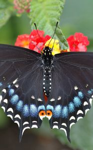 Preview wallpaper butterfly, leaf, flower, black, patterns