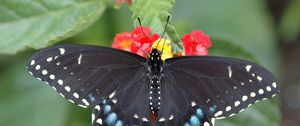 Preview wallpaper butterfly, leaf, flower, black, patterns