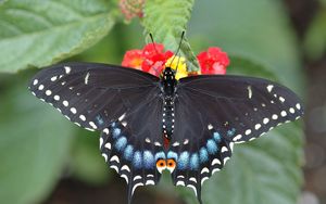 Preview wallpaper butterfly, leaf, flower, black, patterns