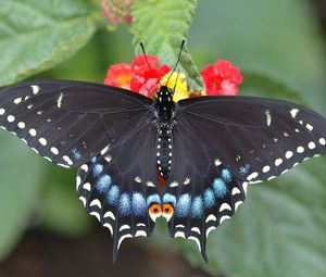 Preview wallpaper butterfly, leaf, flower, black, patterns