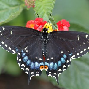 Preview wallpaper butterfly, leaf, flower, black, patterns