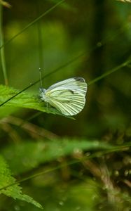 Preview wallpaper butterfly, leaf, grass, macro