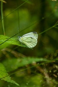 Preview wallpaper butterfly, leaf, grass, macro