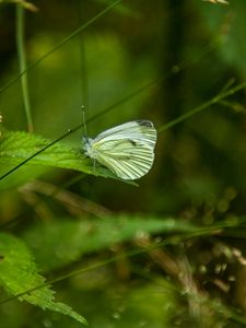 Preview wallpaper butterfly, leaf, grass, macro