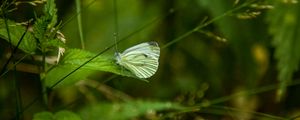 Preview wallpaper butterfly, leaf, grass, macro