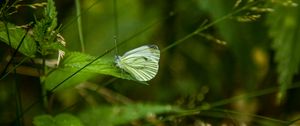 Preview wallpaper butterfly, leaf, grass, macro