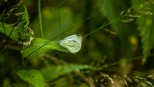 Preview wallpaper butterfly, leaf, grass, macro