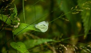 Preview wallpaper butterfly, leaf, grass, macro
