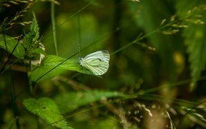 Preview wallpaper butterfly, leaf, grass, macro