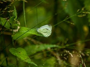 Preview wallpaper butterfly, leaf, grass, macro