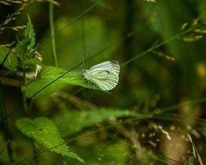 Preview wallpaper butterfly, leaf, grass, macro