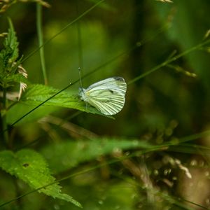 Preview wallpaper butterfly, leaf, grass, macro