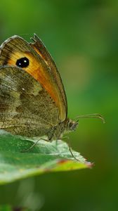 Preview wallpaper butterfly, leaf, green, macro, nature