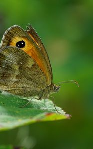 Preview wallpaper butterfly, leaf, green, macro, nature