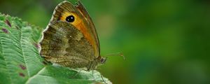 Preview wallpaper butterfly, leaf, green, macro, nature