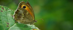 Preview wallpaper butterfly, leaf, green, macro, nature