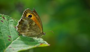 Preview wallpaper butterfly, leaf, green, macro, nature