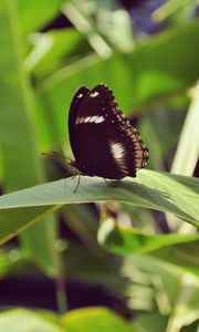 Preview wallpaper butterfly, leaf, insect, macro, closeup