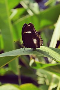 Preview wallpaper butterfly, leaf, insect, macro, closeup