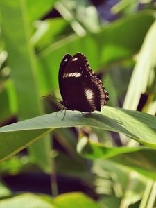 Preview wallpaper butterfly, leaf, insect, macro, closeup