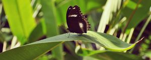 Preview wallpaper butterfly, leaf, insect, macro, closeup