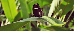 Preview wallpaper butterfly, leaf, insect, macro, closeup