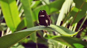 Preview wallpaper butterfly, leaf, insect, macro, closeup