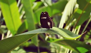 Preview wallpaper butterfly, leaf, insect, macro, closeup