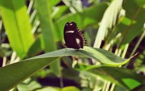 Preview wallpaper butterfly, leaf, insect, macro, closeup