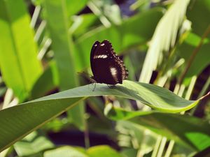 Preview wallpaper butterfly, leaf, insect, macro, closeup