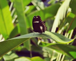 Preview wallpaper butterfly, leaf, insect, macro, closeup