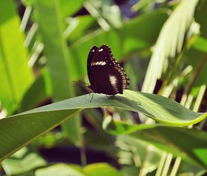 Preview wallpaper butterfly, leaf, insect, macro, closeup