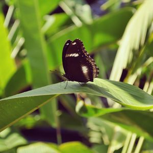 Preview wallpaper butterfly, leaf, insect, macro, closeup