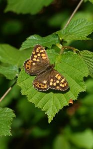 Preview wallpaper butterfly, leaf, insect, brown