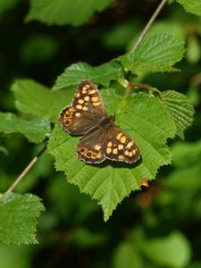 Preview wallpaper butterfly, leaf, insect, brown