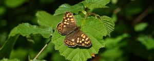 Preview wallpaper butterfly, leaf, insect, brown