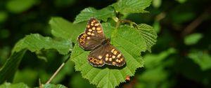 Preview wallpaper butterfly, leaf, insect, brown