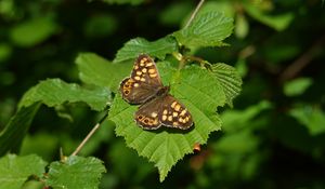 Preview wallpaper butterfly, leaf, insect, brown