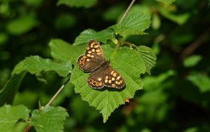 Preview wallpaper butterfly, leaf, insect, brown