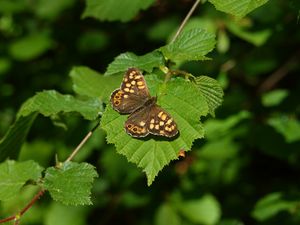 Preview wallpaper butterfly, leaf, insect, brown