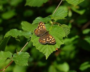Preview wallpaper butterfly, leaf, insect, brown