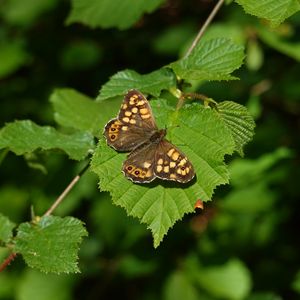 Preview wallpaper butterfly, leaf, insect, brown