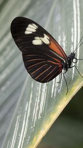 Preview wallpaper butterfly, leaf, insect, macro